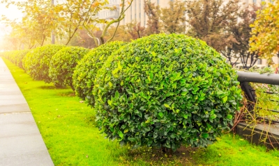 Taille raisonnée des arbustes d’ornement : Niveau 1