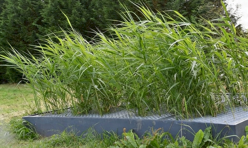 Epuration par lagunage et par filtres plantés de roseaux : fonctionnement et entretien