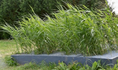 Epuration par lagunage et par filtres plantés de roseaux : fonctionnement et entretien Epuration par lagunage et par filtres plantés de roseaux : fonctionnement et entretien